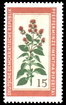 15 Pf Briefmarke: Therapeutische Arzneipflanzen, Pfefferminze 15 Pf Briefmarke: Therapeutische Arzneipflanzen, Pfefferminze