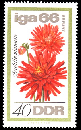 40 Pf Briefmarke: IGA 66, Dahlie