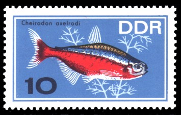 10 Pf Briefmarke: Zierfische, Cheirodon axelrodi 10 Pf Briefmarke: Zierfische, Cheirodon axelrodi