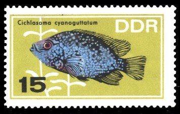 15 Pf Briefmarke: Zierfische, Cichlasoma cyanoguttatum