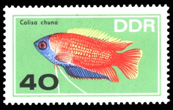 40 Pf Briefmarke: Zierfische, Colisa chuna 40 Pf Briefmarke: Zierfische, Colisa chuna