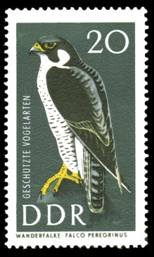 20 Pf Briefmarke: Geschützte Vogelarten, Wanderfalke