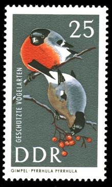 25 Pf Briefmarke: Geschützte Vogelarten, Gimpel