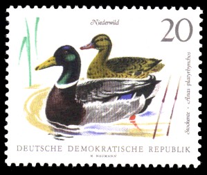 20 Pf Briefmarke: Niederwild, Stockente