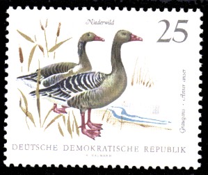 25 Pf Briefmarke: Niederwild, Graugans 25 Pf Briefmarke: Niederwild, Graugans
