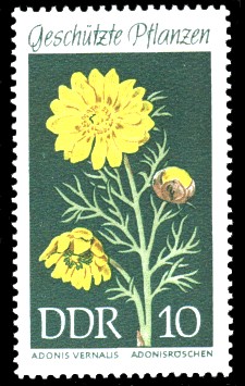 10 Pf Briefmarke: Geschützte Pflanzen, Adonisröschen 10 Pf Briefmarke: Geschützte Pflanzen, Adonisröschen