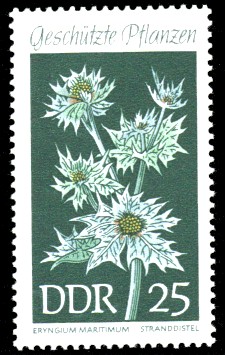 25 Pf Briefmarke: Geschützte Pflanzen, Stranddistel 25 Pf Briefmarke: Geschützte Pflanzen, Stranddistel