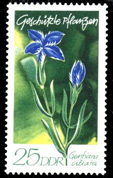 25 Pf Briefmarke: Geschützte Pflanzen, Fransenenzian 25 Pf Briefmarke: Geschützte Pflanzen, Fransenenzian