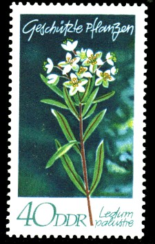 40 Pf Briefmarke: Geschützte Pflanzen, Sumpfporst 40 Pf Briefmarke: Geschützte Pflanzen, Sumpfporst