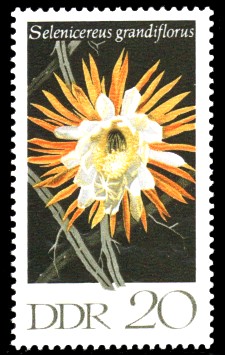 20 Pf Briefmarke: Kakteen, Königin der Nacht 20 Pf Briefmarke: Kakteen, Königin der Nacht