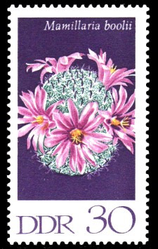 30 Pf Briefmarke: Kakteen, Warzenkaktus 30 Pf Briefmarke: Kakteen, Warzenkaktus