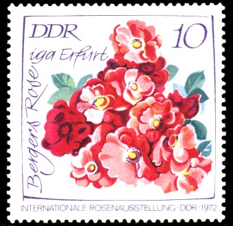 10 Pf Briefmarke: Internationale Rosenausstellung, Bergers Rose 10 Pf Briefmarke: Internationale Rosenausstellung, Bergers Rose