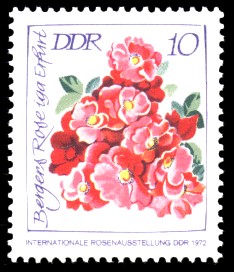 10 Pf Briefmarke: Internationale Rosenausstellung, Bergers Rose