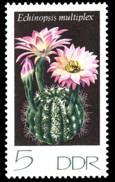 5 Pf Briefmarke: Kakteen, Echinopsis multiplex