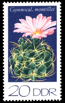 20 Pf Briefmarke: Kakteen, Gymnocalycium monvillei 20 Pf Briefmarke: Kakteen, Gymnocalycium monvillei