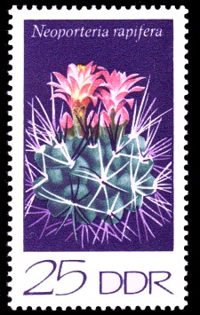 25 Pf Briefmarke: Kakteen, Neoporteria rapifera