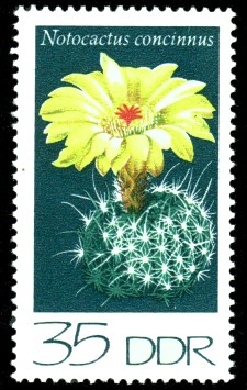 35 Pf Briefmarke: Kakteen, Notocactus concinnus