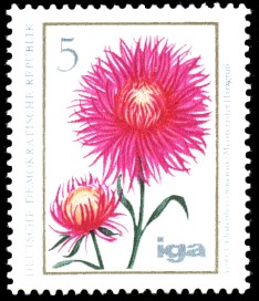 5 Pf Briefmarke: iga Blumenzüchtungen, Aster 5 Pf Briefmarke: iga Blumenzüchtungen, Aster
