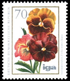 70 Pf Briefmarke: iga Blumenzüchtungen, Stiefmütterchen