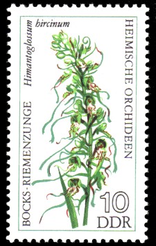10 Pf Briefmarke: Heimische Orchideen, Bocks-Riemenzunge