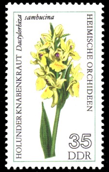 35 Pf Briefmarke: Heimische Orchideen, Holunder Knabenkraut