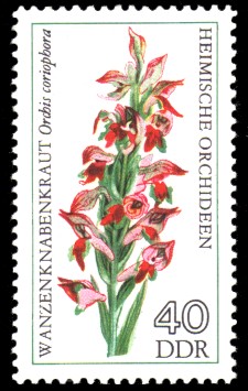 40 Pf Briefmarke: Heimische Orchideen, Wanzenknabenkraut 40 Pf Briefmarke: Heimische Orchideen, Wanzenknabenkraut