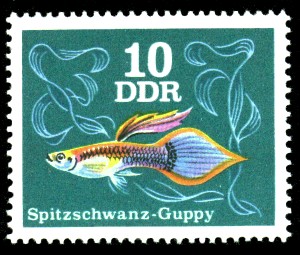 10 Pf Briefmarke: Zierfische, Spitzschwanz-Guppy 10 Pf Briefmarke: Zierfische, Spitzschwanz-Guppy
