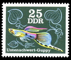 25 Pf Briefmarke: Zierfische, Untenschwert-Guppy