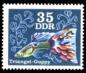 35 Pf Briefmarke: Zierfische, Triangel-Guppy 35 Pf Briefmarke: Zierfische, Triangel-Guppy