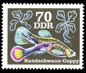 70 Pf Briefmarke: Zierfische, Rundschwanz-Guppy