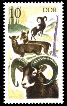 10 Pf Briefmarke: Jagd in der DDR, Mufflon 10 Pf Briefmarke: Jagd in der DDR, Mufflon