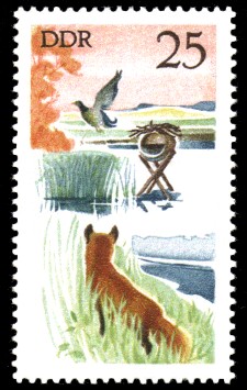 25 Pf Briefmarke: Jagd in der DDR, Rotfuchs u Stockente 25 Pf Briefmarke: Jagd in der DDR, Rotfuchs u Stockente