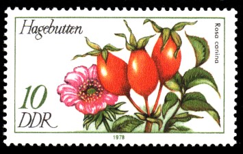10 Pf Briefmarke: Arzneipflanzen, Hagebutten 10 Pf Briefmarke: Arzneipflanzen, Hagebutten