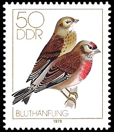 50 Pf Briefmarke: Heimische Singvögel, Bluthänfling 50 Pf Briefmarke: Heimische Singvögel, Bluthänfling