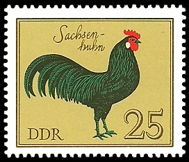 25 Pf Briefmarke: Rassegeflügel, Sachsenhuhn