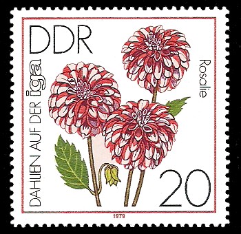 20 Pf Briefmarke: Dahlien auf der iga, Rosalie