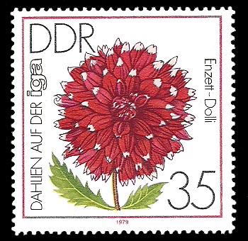 35 Pf Briefmarke: Dahlien auf der iga, Enzett-Dolli 35 Pf Briefmarke: Dahlien auf der iga, Enzett-Dolli