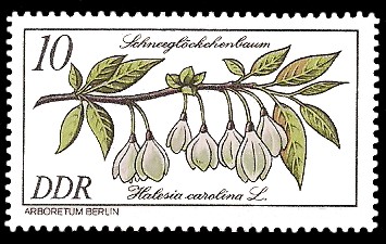 10 Pf Briefmarke: Seltenes Gehölz, Schneeglöckchenbaum 10 Pf Briefmarke: Seltenes Gehölz, Schneeglöckchenbaum