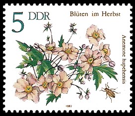 5 Pf Briefmarke: Blüten im Herbst, Anemone hupehensis