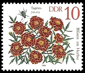 10 Pf Briefmarke: Blüten im Herbst, Tagetes patula