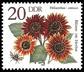 20 Pf Briefmarke: Blüten im Herbst, Helianthus-annuus 20 Pf Briefmarke: Blüten im Herbst, Helianthus-annuus