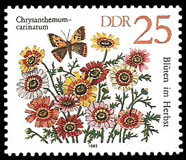 25 Pf Briefmarke: Blüten im Herbst, Chrysanthemum-carinatum 25 Pf Briefmarke: Blüten im Herbst, Chrysanthemum-carinatum