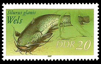 20 Pf Briefmarke: Süßwasserfische, Wels