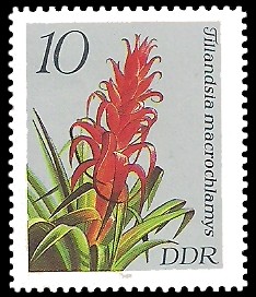 10 Pf Briefmarke: Bromelien, Tillandsia macrochlamys